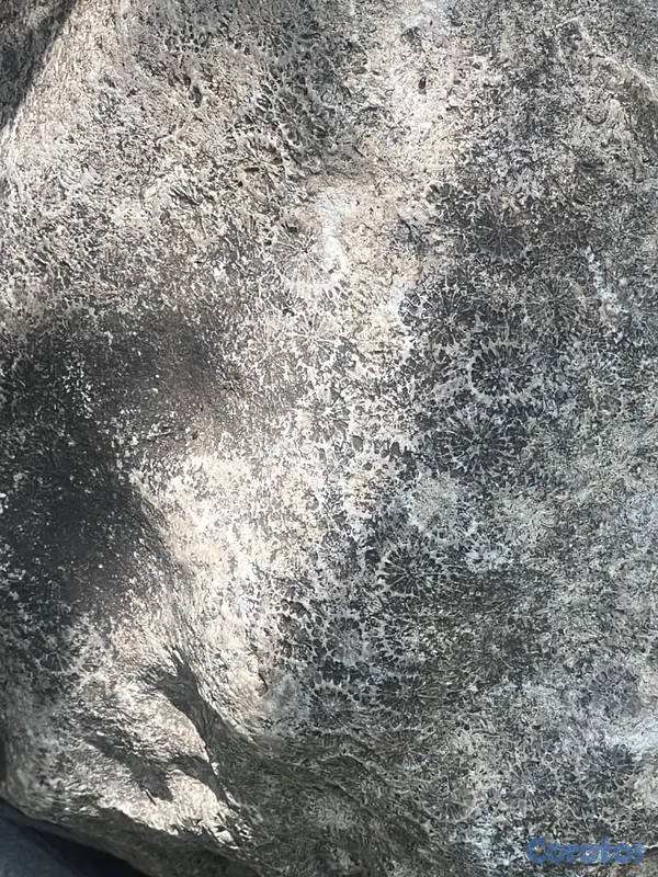 hobby y coleccion - Piedra Fósil de Coral 2