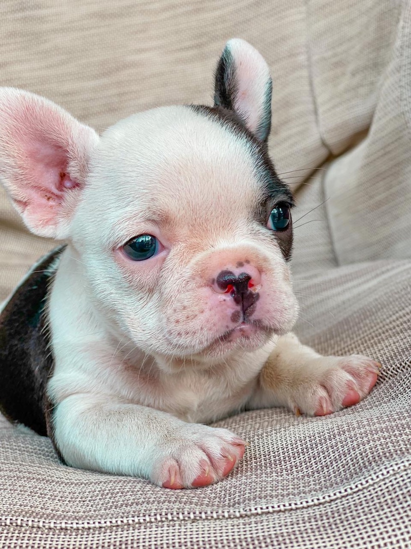animales y mascotas - Cachorro Bulldog Francés Hermoso ejemplar listo para entrega