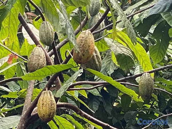 solares y terrenos - Finca 6,000 Tareas en Moca 3