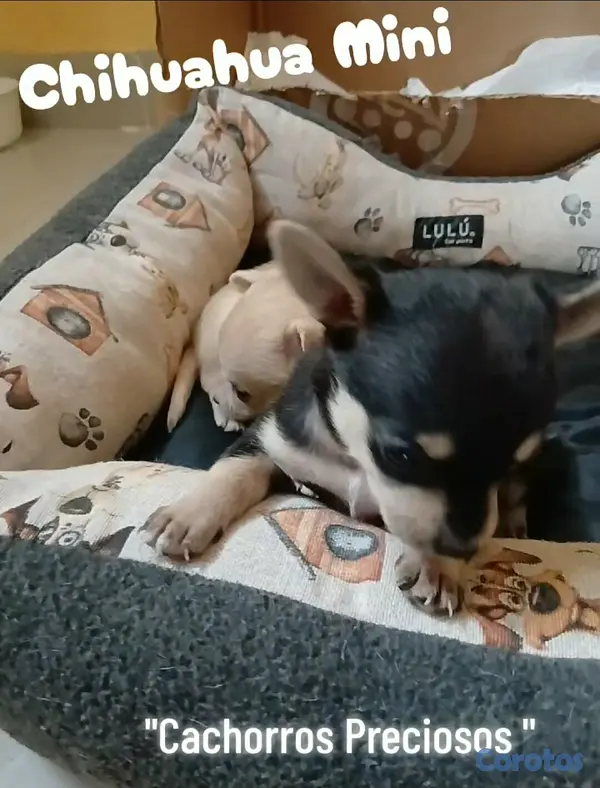animales y mascotas - Chihuahua Cabezita a Manzanita  7