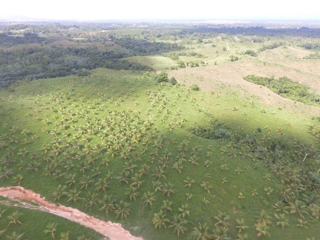 solares y terrenos - Finca en Nisibon de 3mil tareas ganadera y sembrado de Coco 5