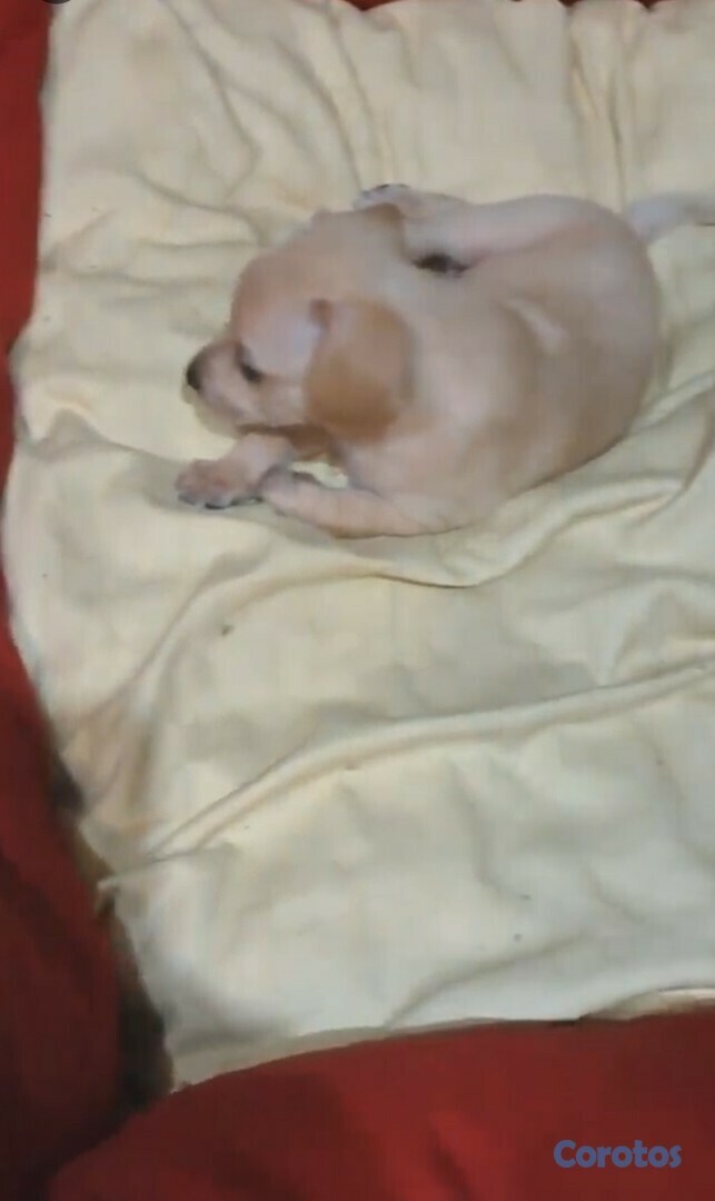 animales y mascotas - CACHORROS CHIHUAHUA EN VENTA 2