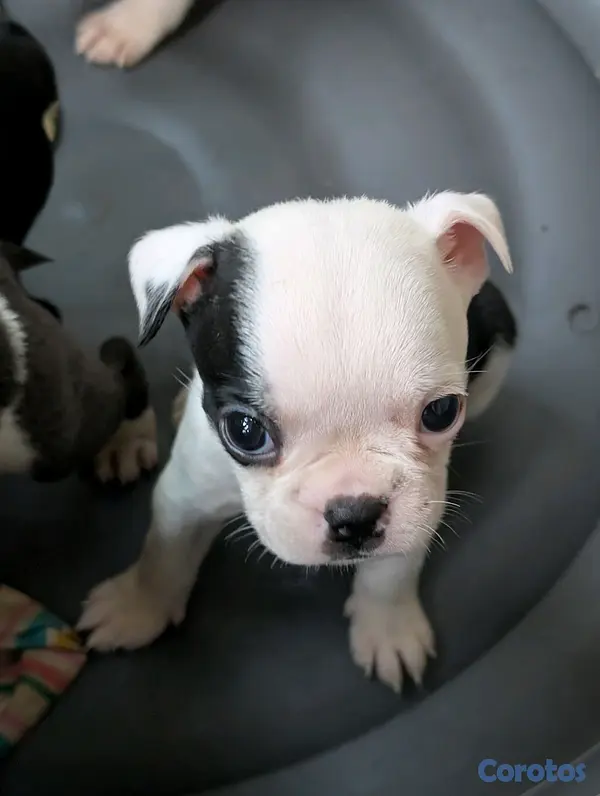 animales y mascotas - Hermosa Cachorros Boston Terrier, la mejor genética  6