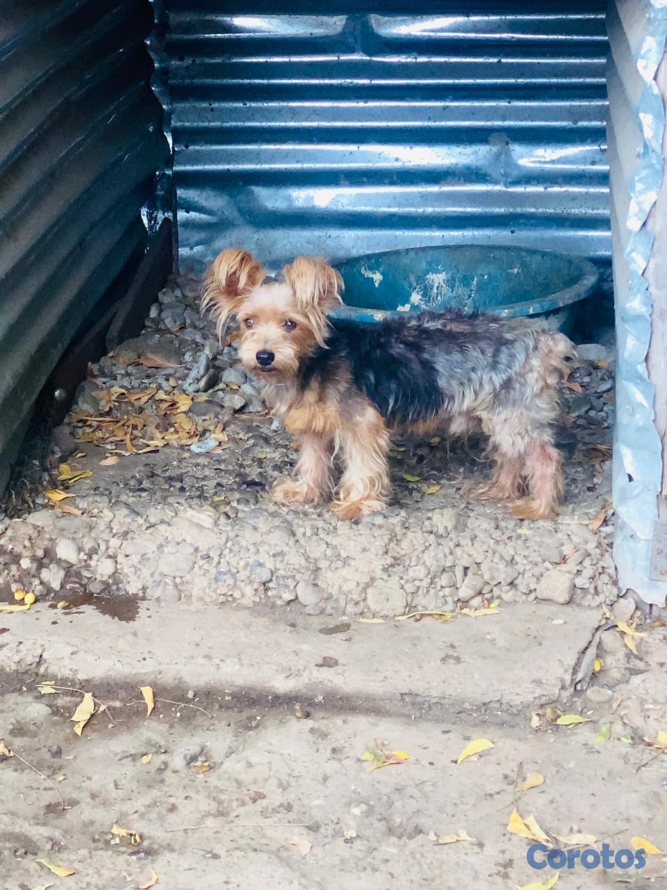 animales y mascotas - Yorki puro macho 2