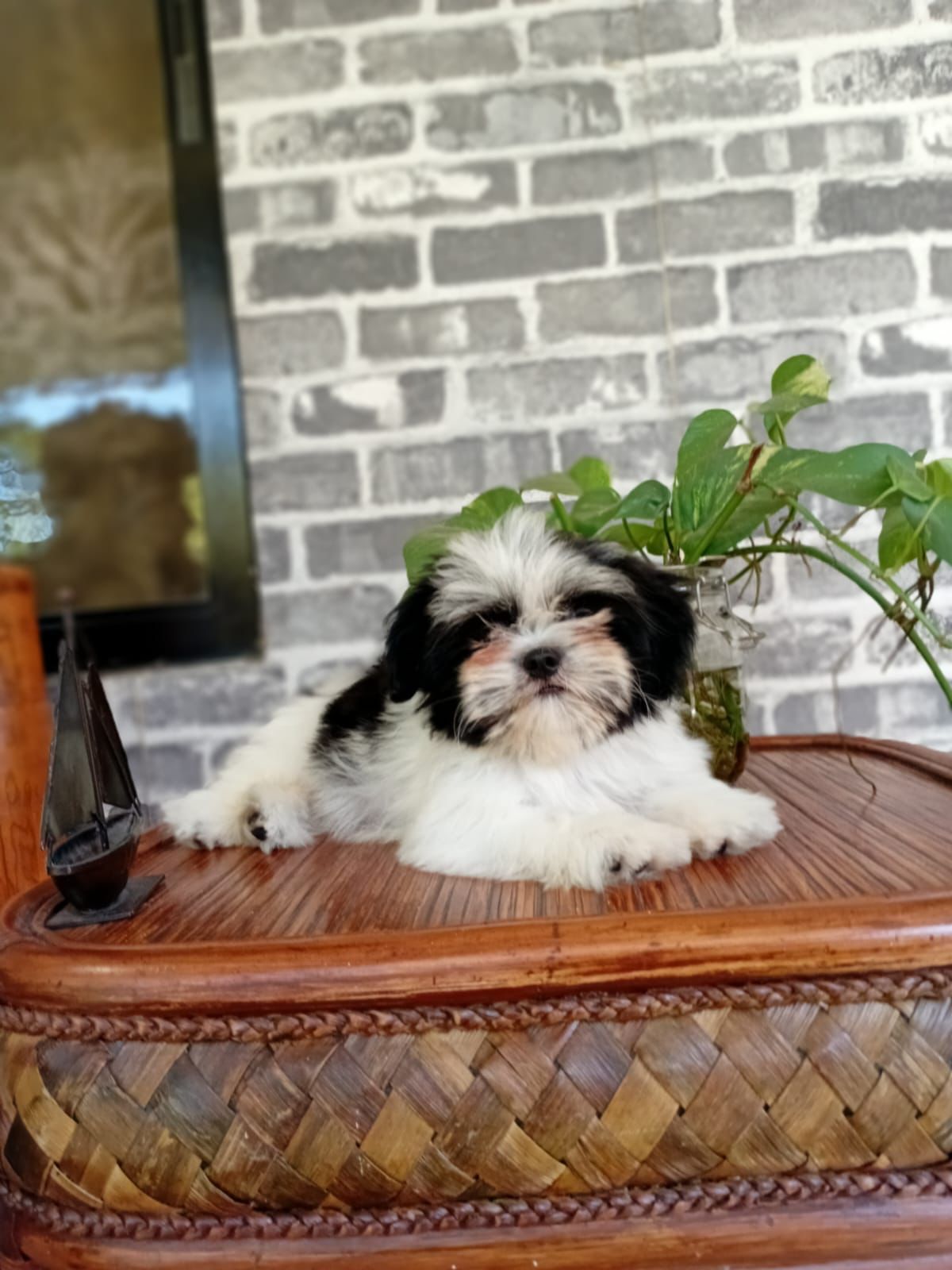 animales y mascotas - OFERTA CACHORRO SHIH TZU HEMBRA SE ENTREGA CON TOD
