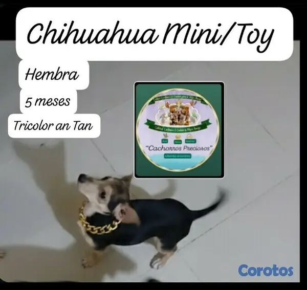 animales y mascotas - Chihuahua Hermosa pareja 3