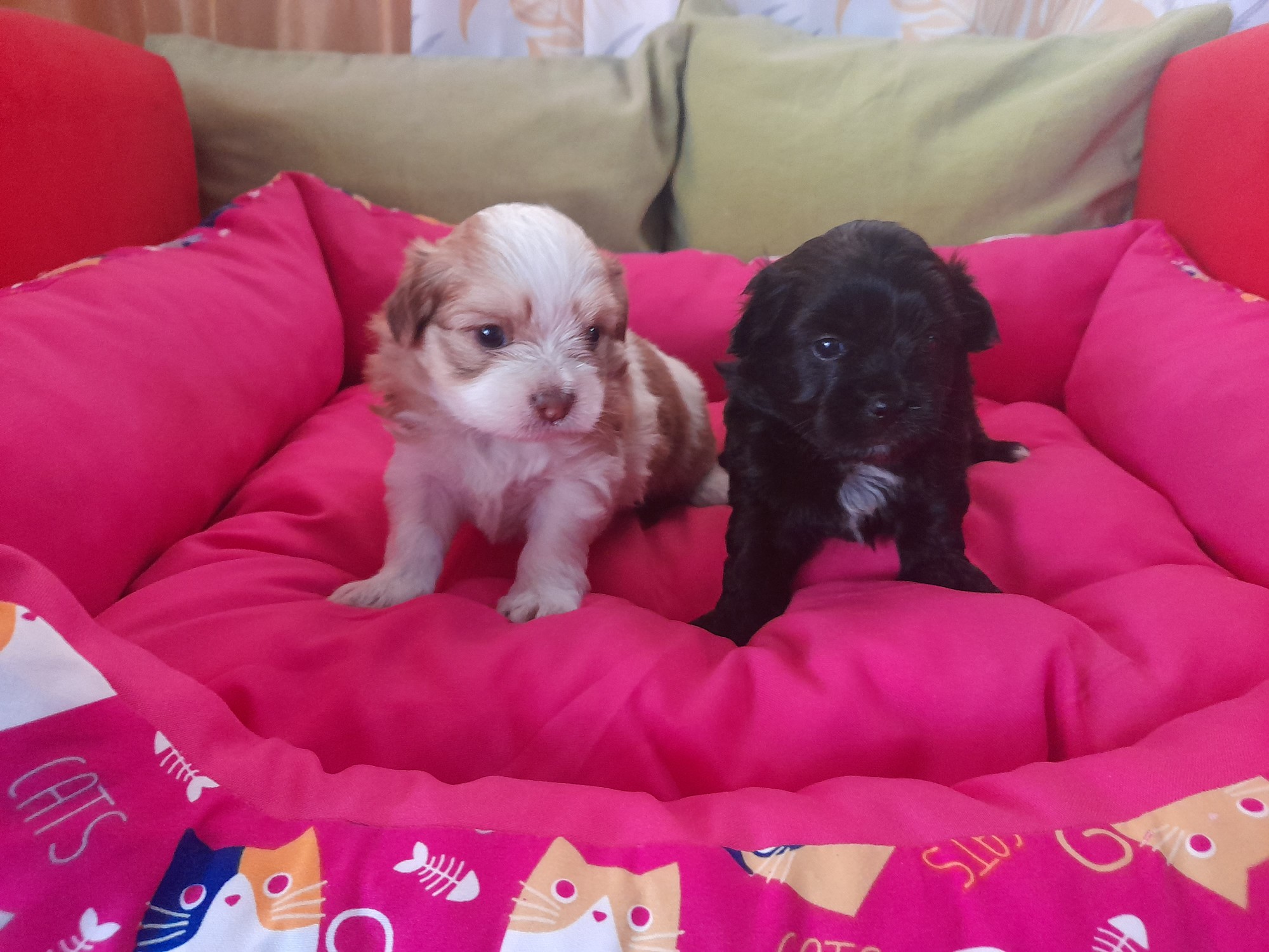 animales y mascotas - Cachorro chipug