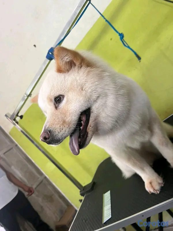 animales y mascotas - Chow Chow  5