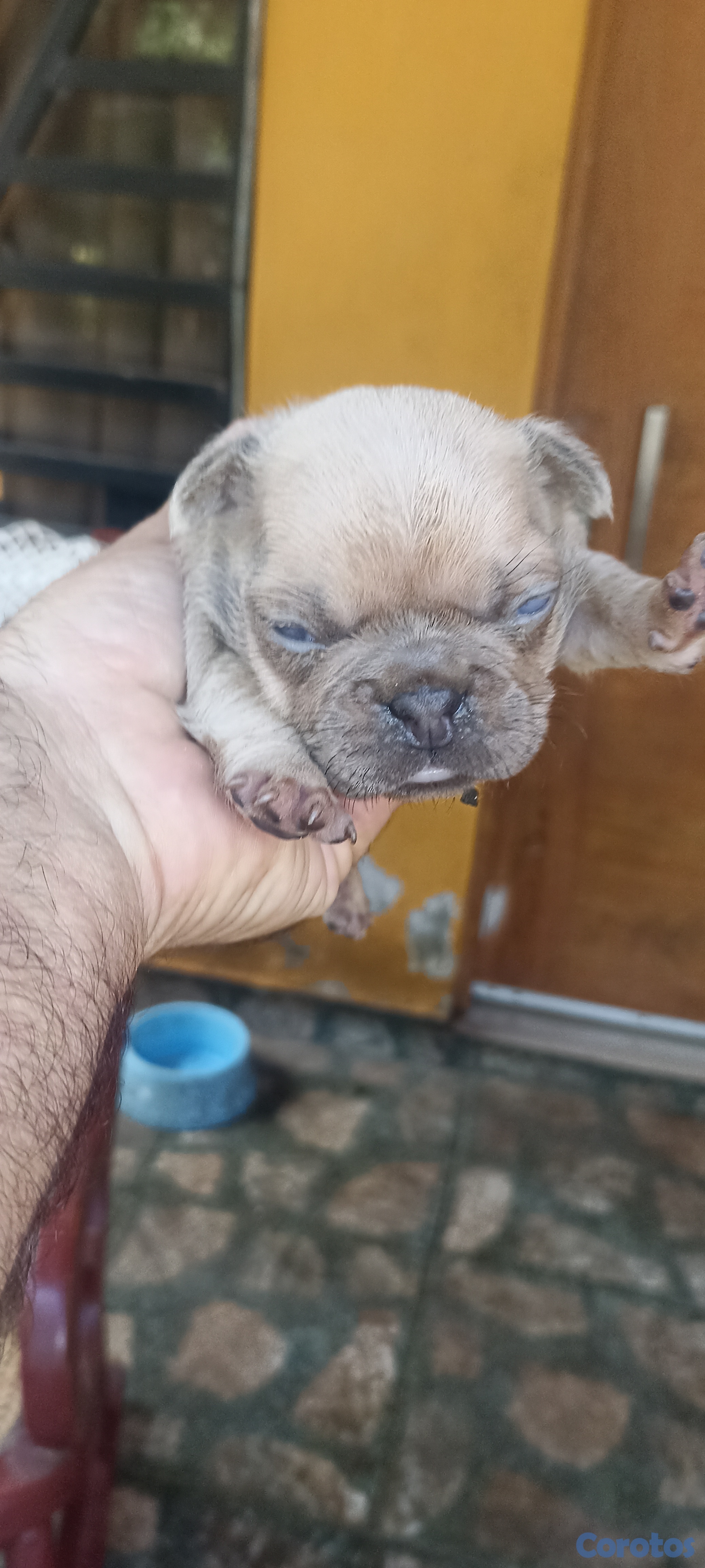 animales y mascotas - Bulldog francés 5 cachorros  1
