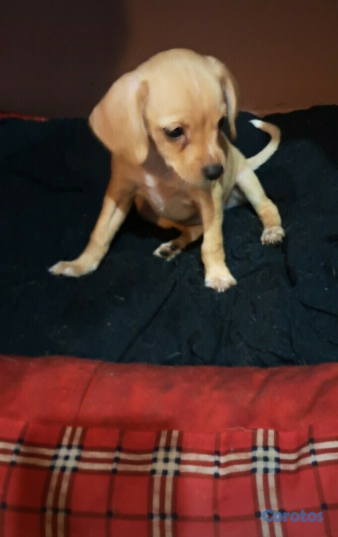 animales y mascotas - CACHORROS CHIHUAHUA EN VENTA 3