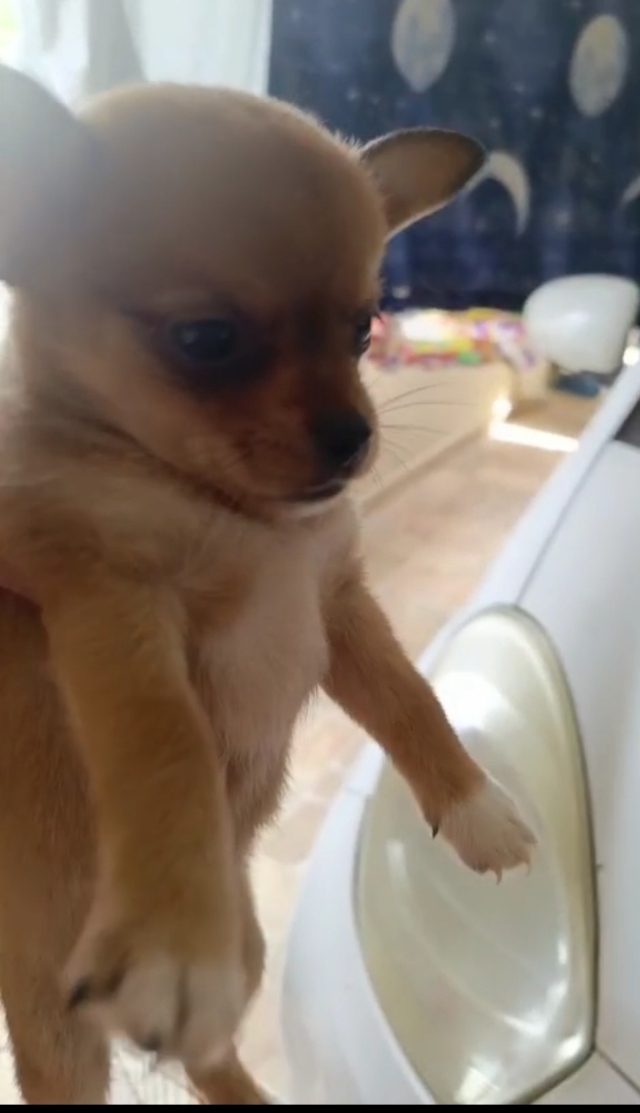 animales y mascotas - Chihuahua #1 macho