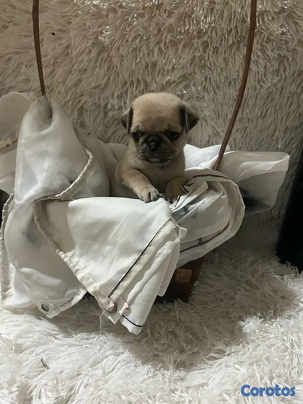 animales y mascotas - Pug  3