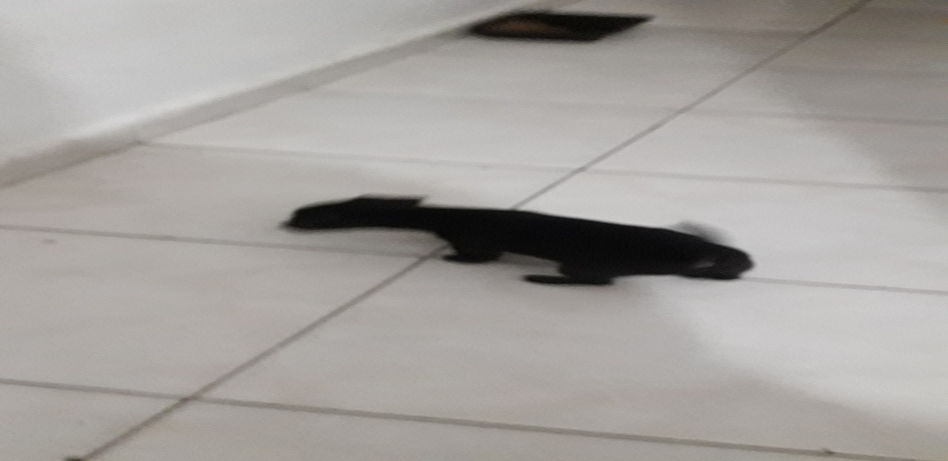 animales y mascotas - Perrita chiguagua #3 negra brillante, cabeza de venao de  2 meses 3