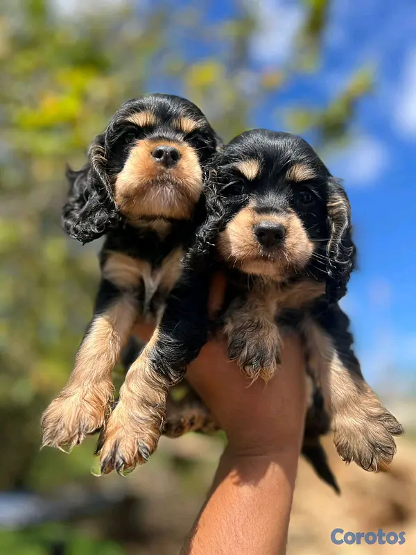 animales y mascotas - hermosos cachorritos de cocker  2