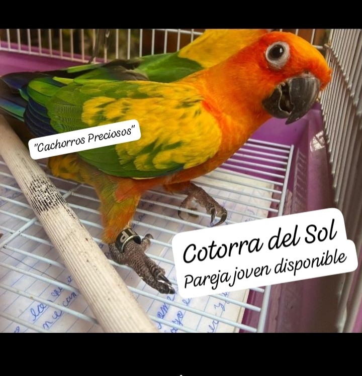 animales y mascotas - Aves Exóticas de todas las razas y Mutaciones.... 5