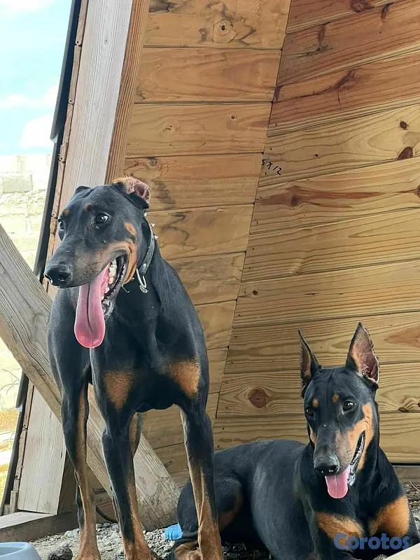 animales y mascotas - doberman 5