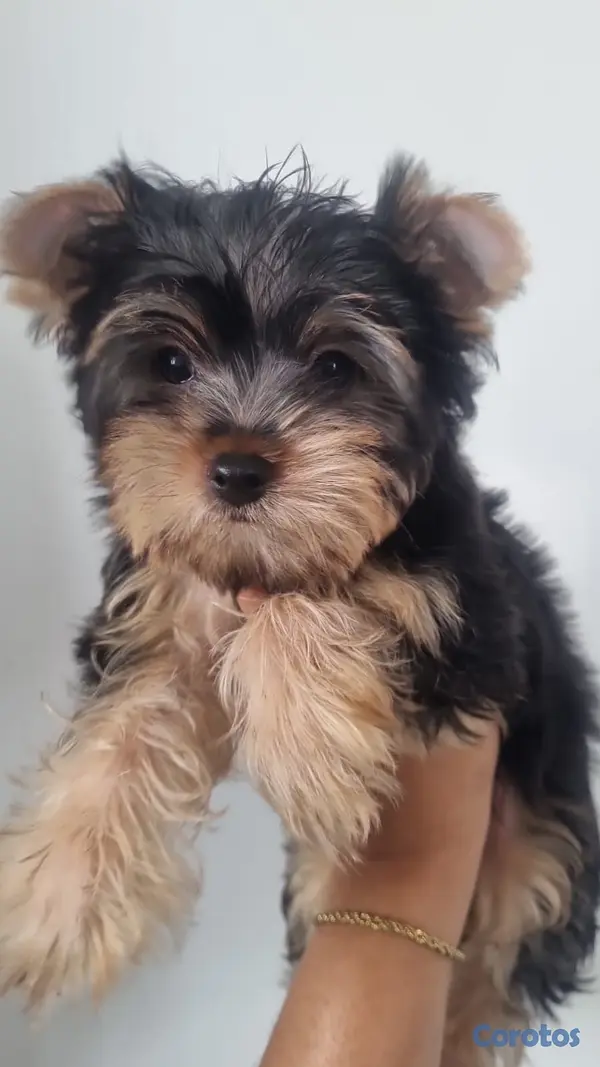animales y mascotas - yorkie Hembra  2