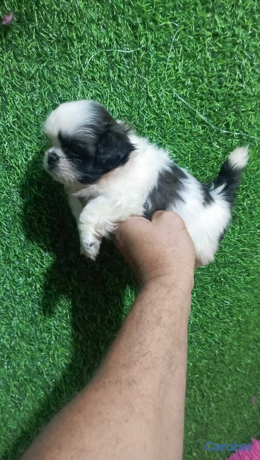 animales y mascotas - Shihpoo 1