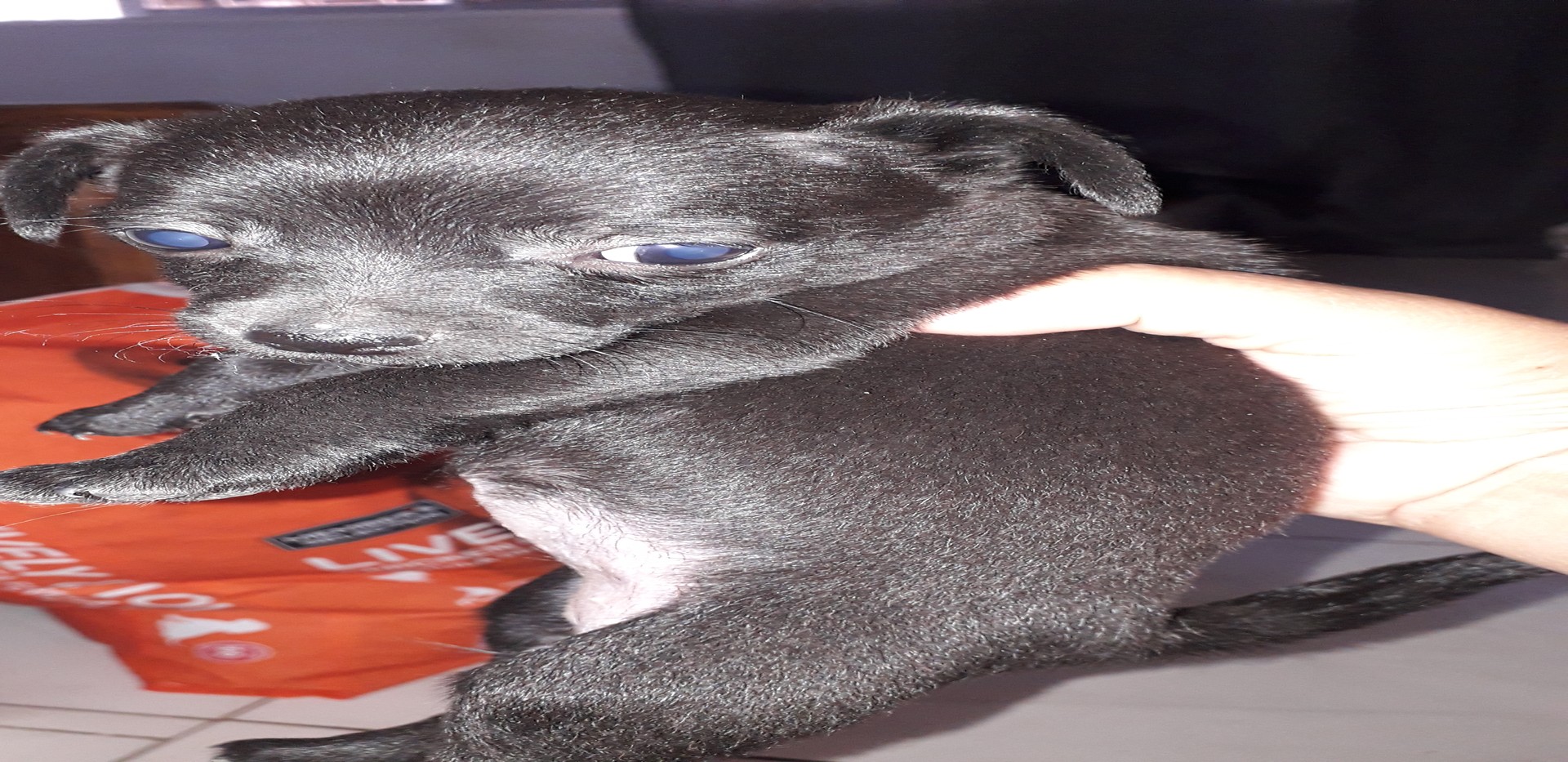animales y mascotas - Perrita chiguagua #3 negra brillante, cabeza de venao de  2 meses 1
