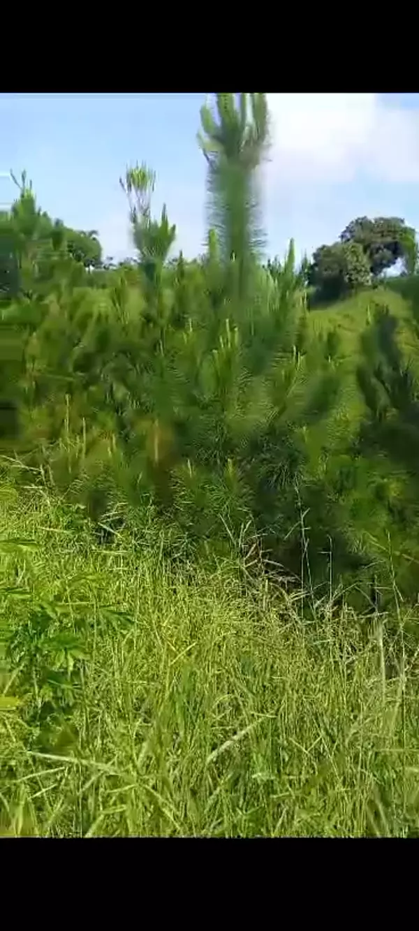 solares y terrenos - Finca Agroforestal 2,400 tareas, Loma de Cabrera 9