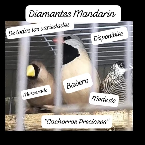 animales y mascotas - Aves Exóticas de todas las razas y Mutaciones.... 6