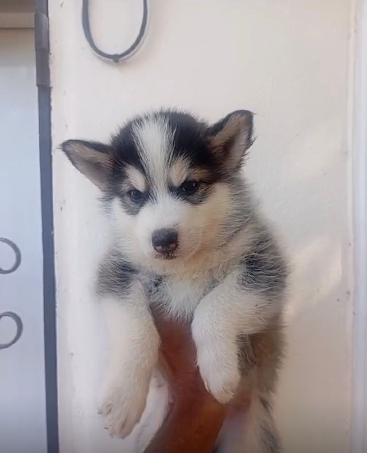 animales y mascotas - OFERTA CACHORRO HUSKY MACHO EN SANTO DOMINGO Y SE 