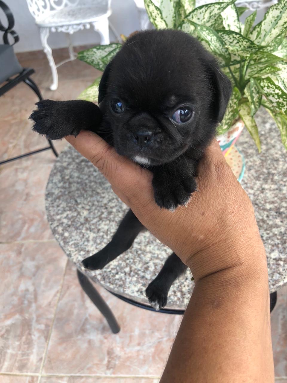 animales y mascotas - pug disponible  0