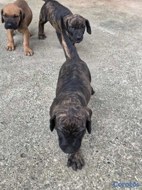 animales y mascotas - Fila brasileño  6