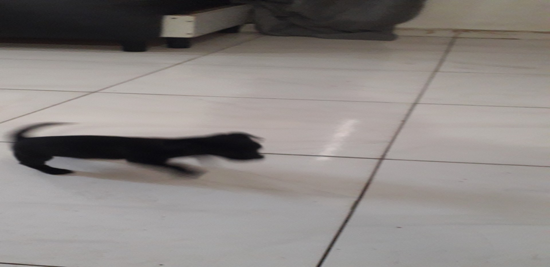animales y mascotas - Perrita chiguagua #3 negra brillante, cabeza de venao de  2 meses 2