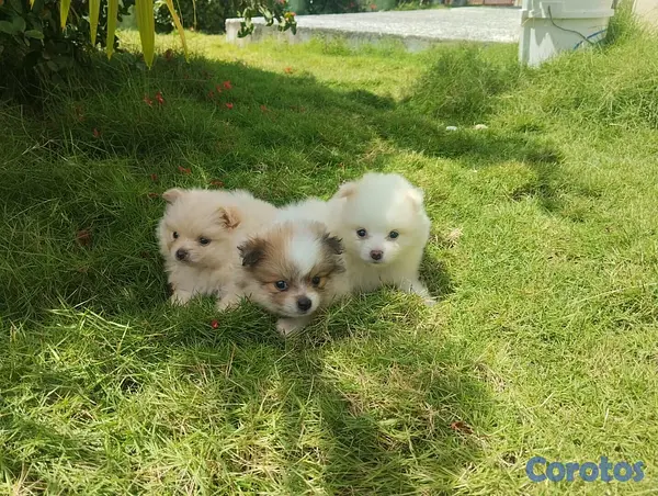 animales y mascotas -  Cachorros Pomeranias machos  3