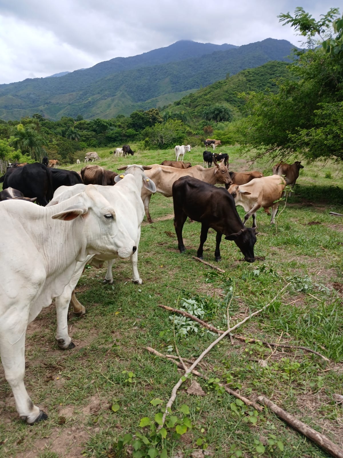 solares y terrenos - Finca Agroforestal 2,400 tareas, Loma de Cabrera 9