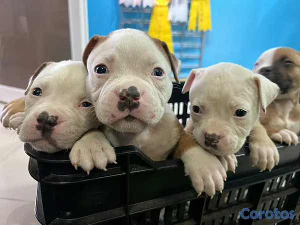 animales y mascotas - EXCELENTES EJEMPLARES BULLDOG AMERICANO 2