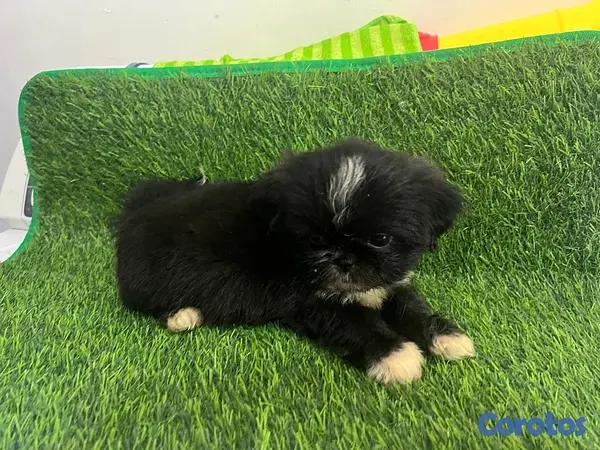 animales y mascotas - Hermosos cachorros Shippo 🐶🐾 6