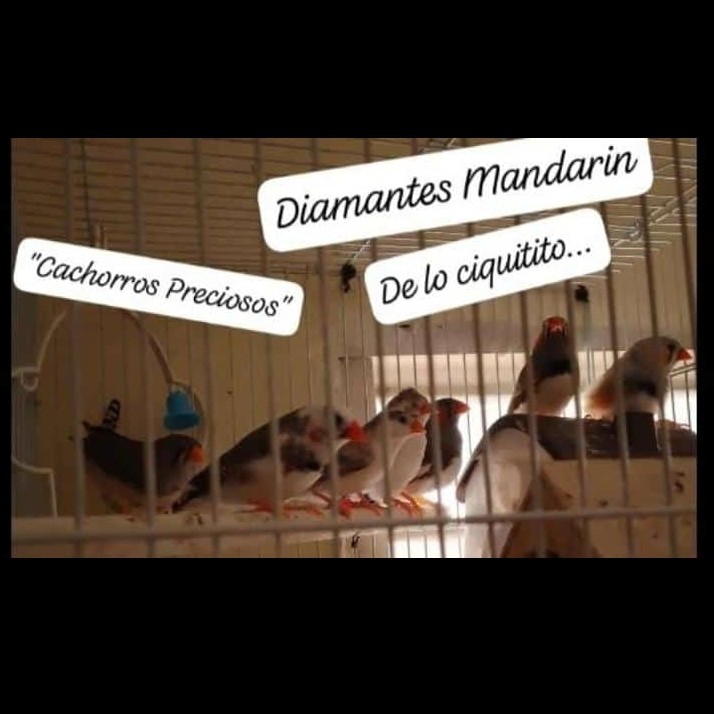 animales y mascotas - Aves Exóticas de todas las razas y Mutaciones.... 7