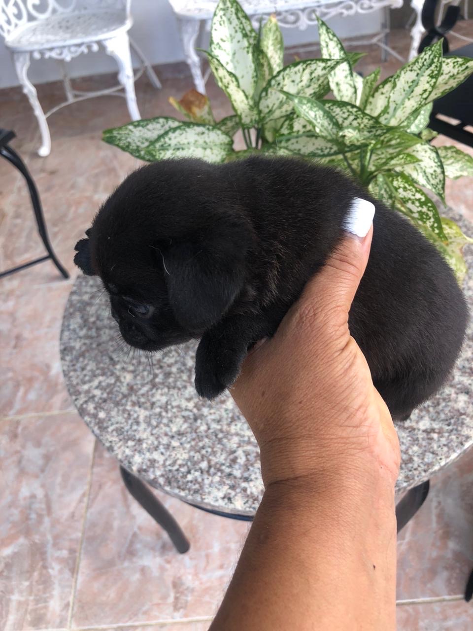animales y mascotas - pug disponible  1