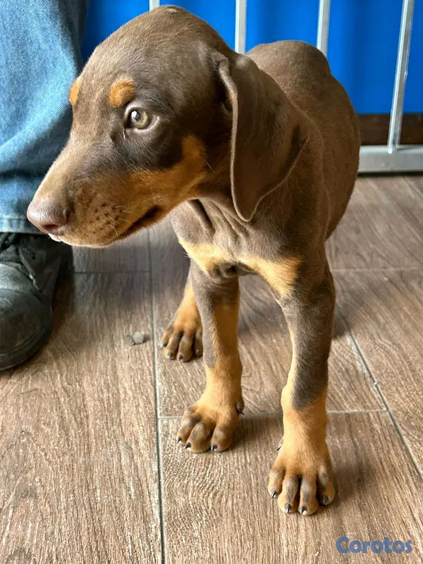 animales y mascotas - Camada perros Doberman 3
