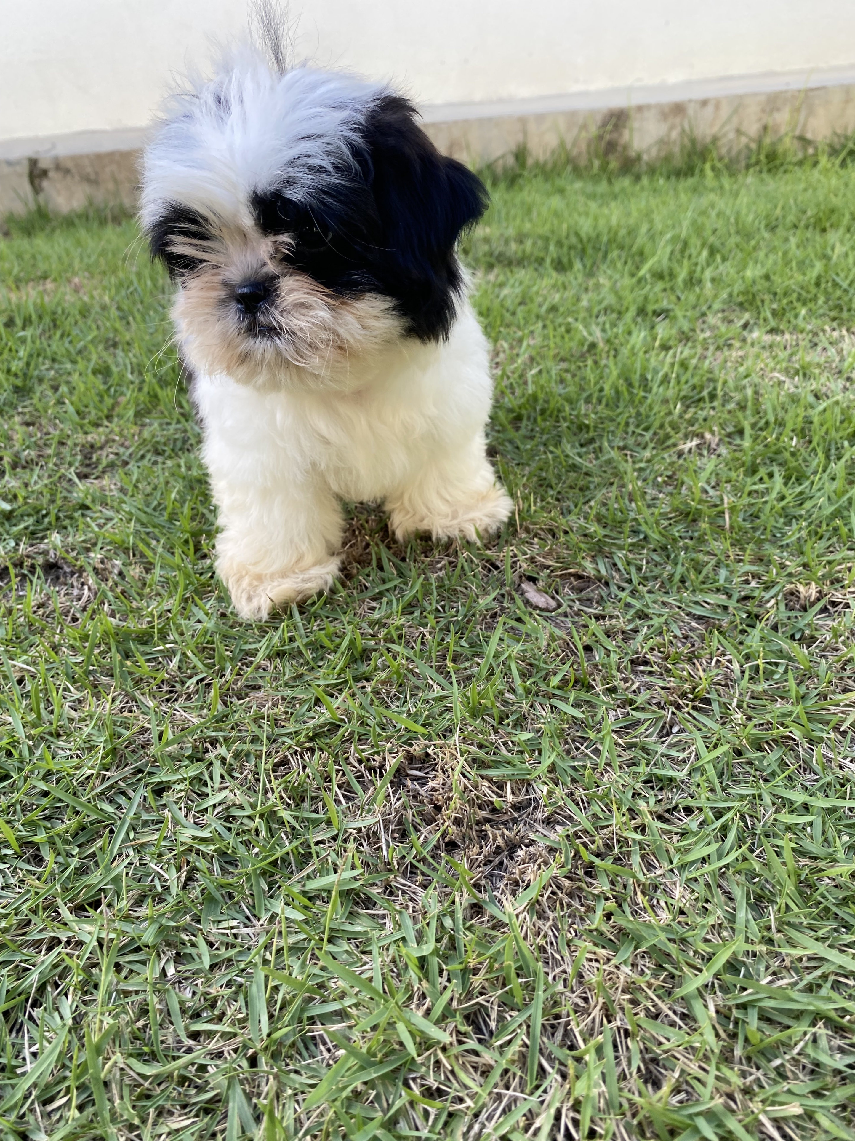 animales y mascotas - Shihtzu en ventas 25 mil pesos dominicanos  2
