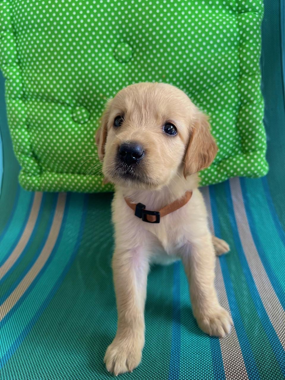 animales y mascotas - cachorro Golden Retriever  1