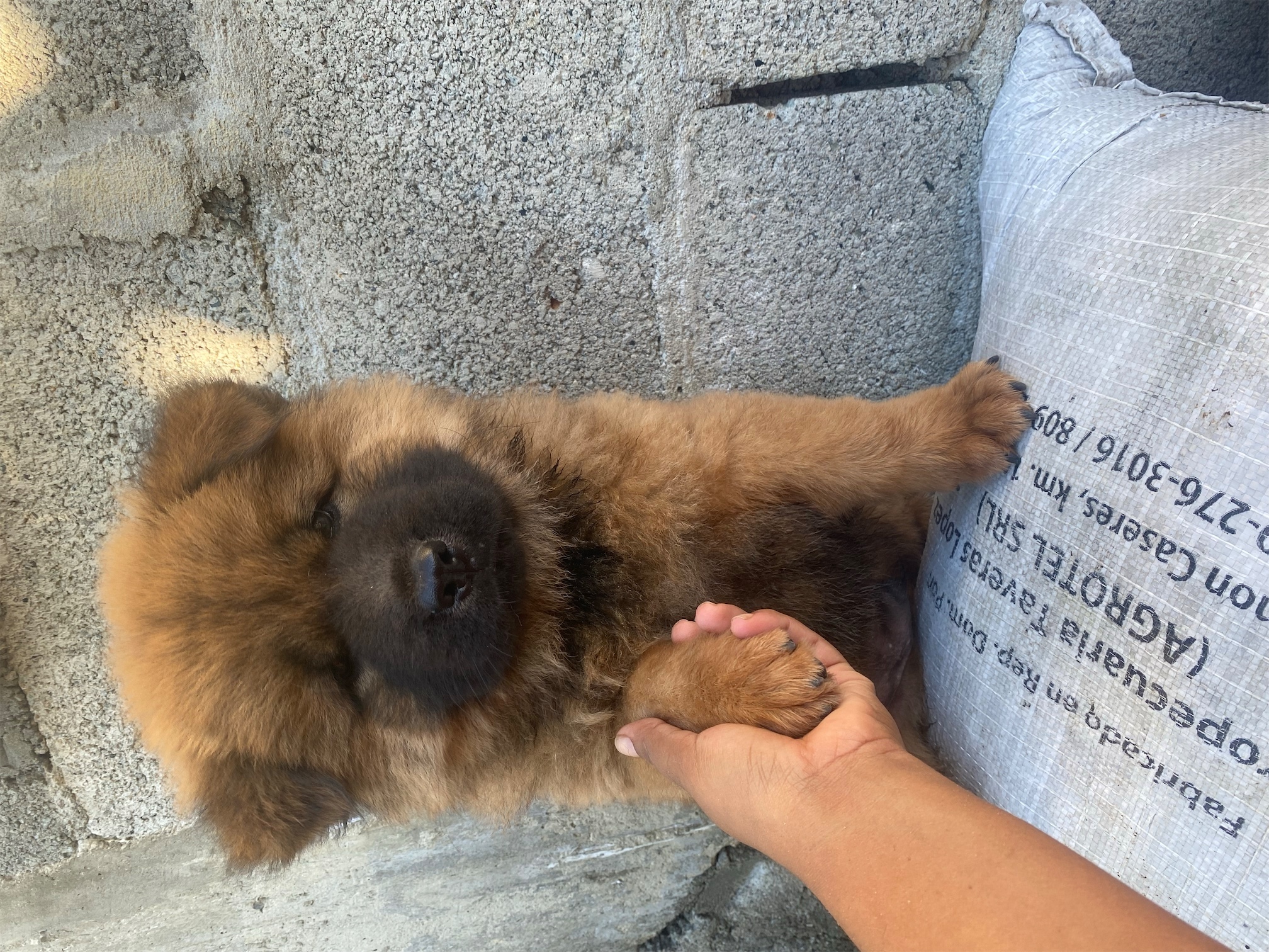 animales y mascotas - Cachorro de dos meses, se vende.😭♥️
