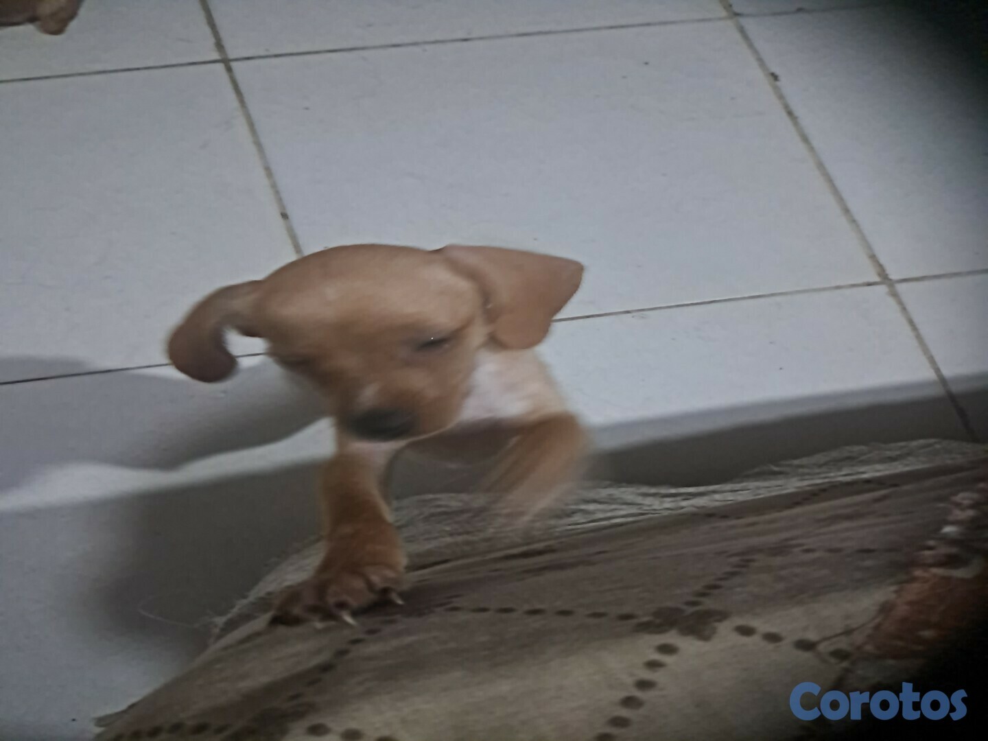 animales y mascotas - CACHORROS CHIHUAHUA EN VENTA 7