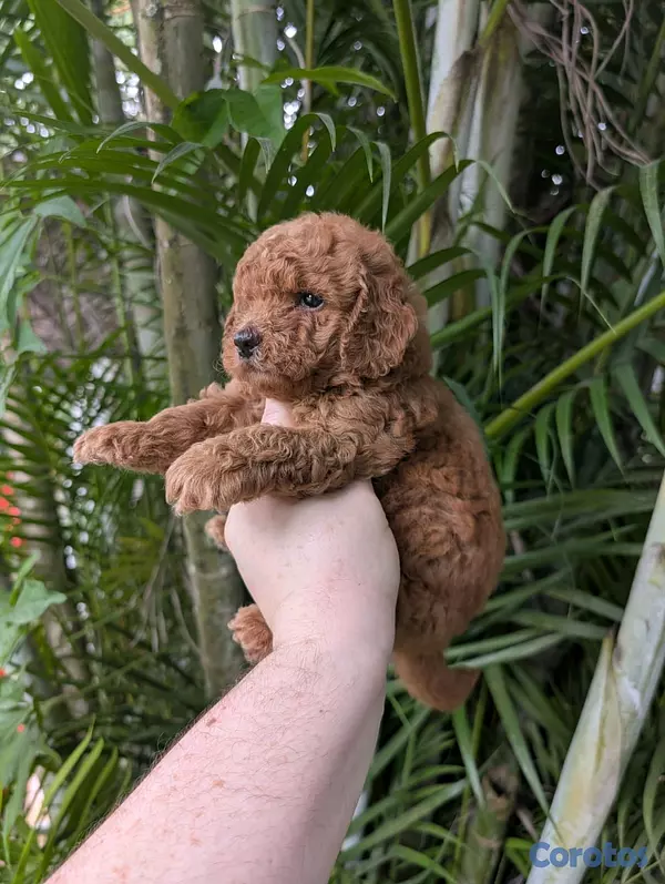 animales y mascotas - hermosos cachorritos goldendoodle  2