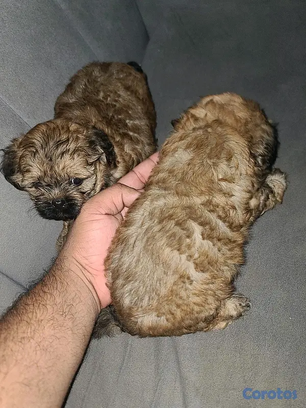 animales y mascotas - shipoo ( hembras )  3