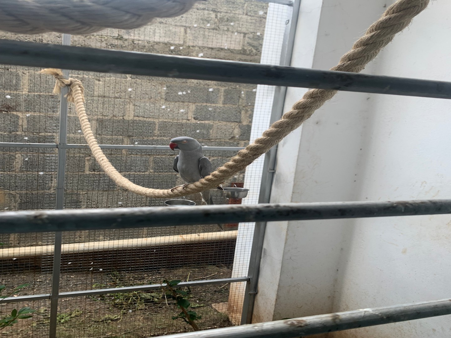 animales y mascotas - cotorra de kramer o ringneck macho 