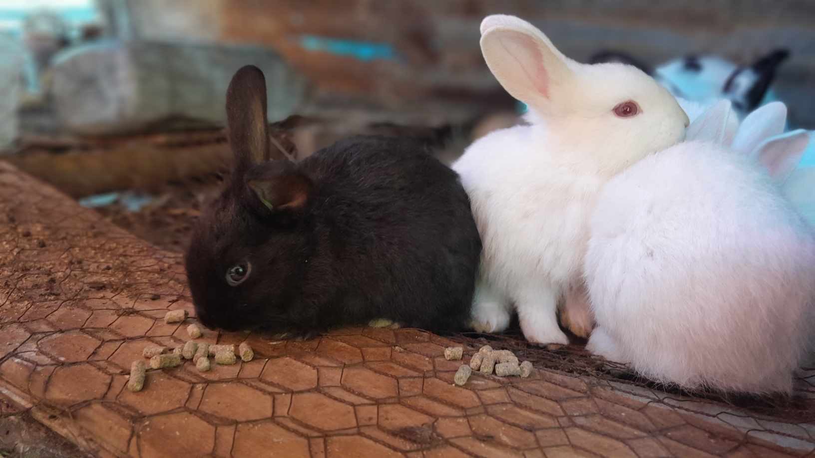 animales y mascotas - Conejos para mascotas al par mayor y al detalle 4