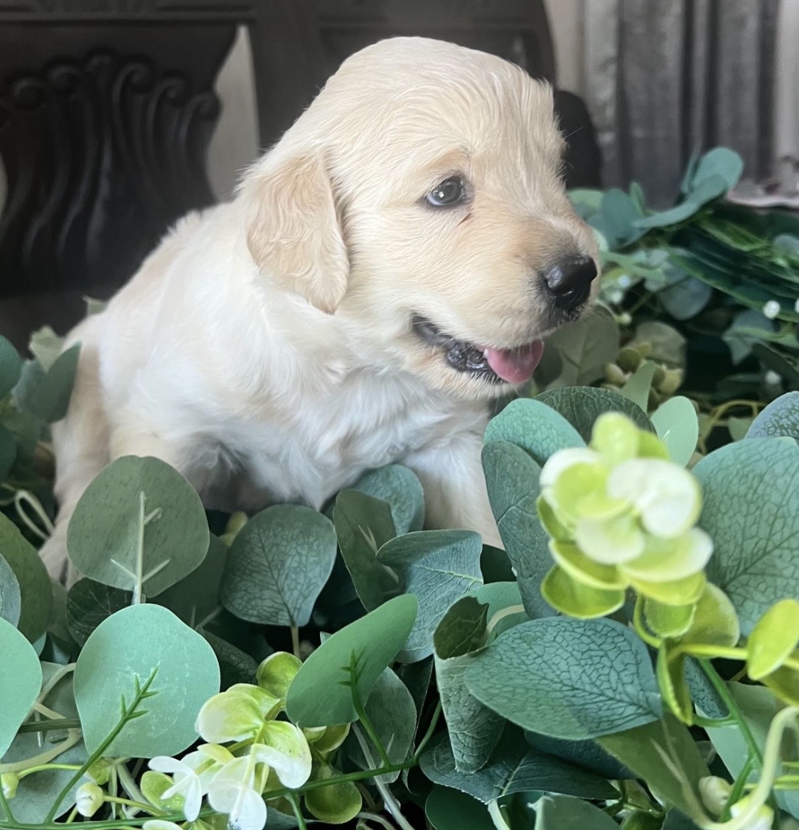 animales y mascotas - Golden retriever puro 