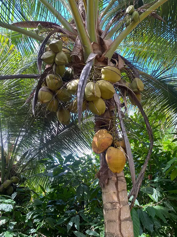 solares y terrenos - Finca 11,000 tareas sembrada de cocos Monte Plata