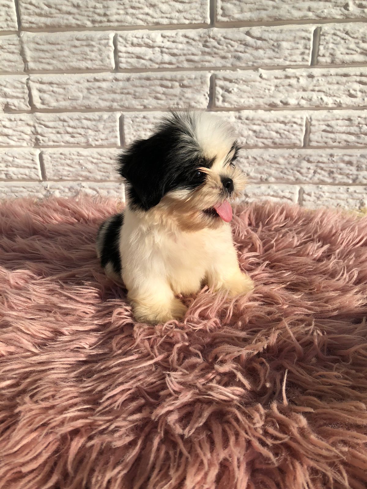animales y mascotas - OFERTA CACHORRO SHIH TZU MACHO EN SANTO DOMINGO Y 