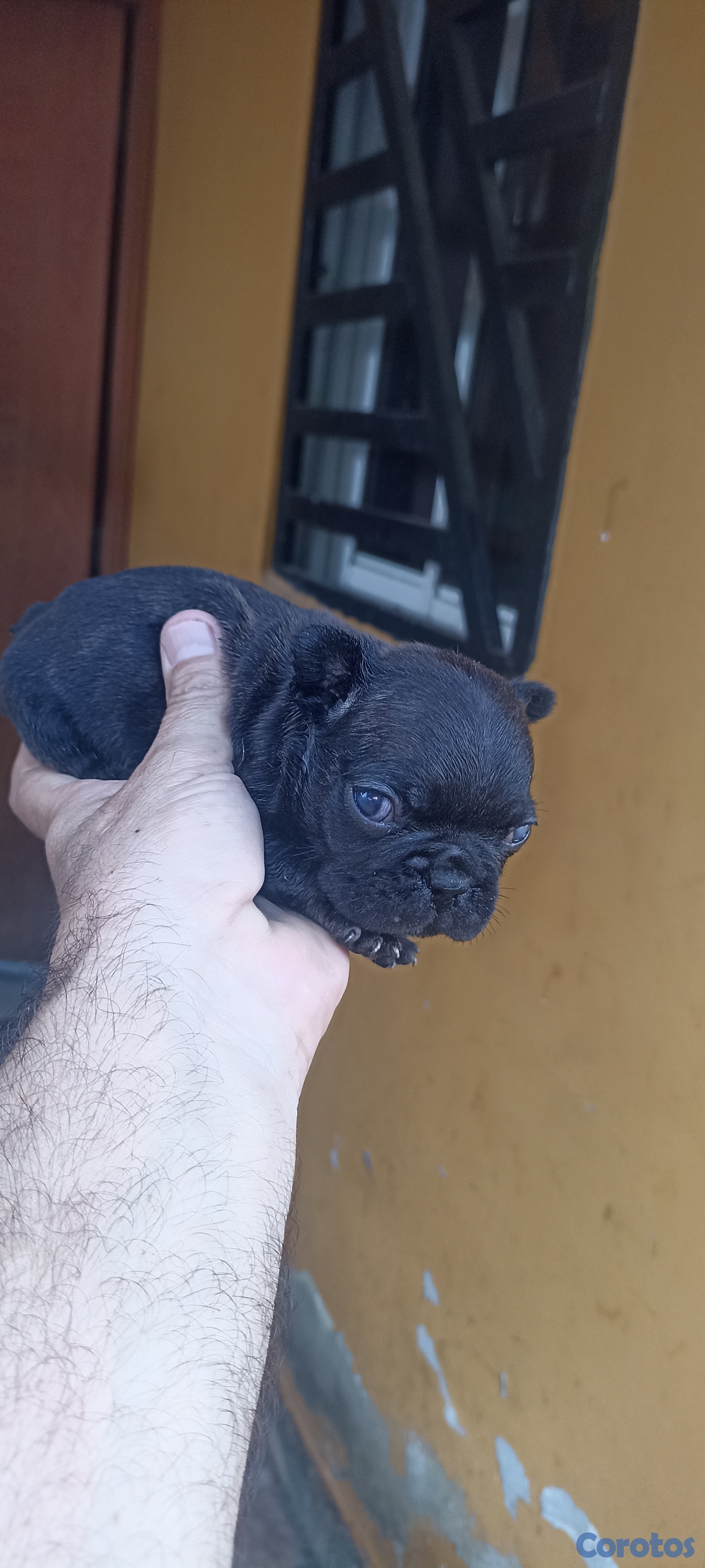 animales y mascotas - Bulldog francés 5 cachorros  4