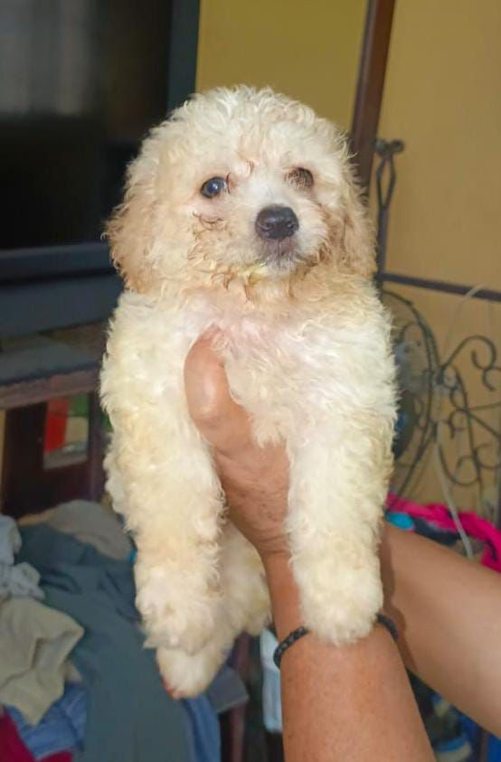 animales y mascotas - OFERTA CACHORRO PODLEE MACHO EN SANTIAGO Y SE ENTR