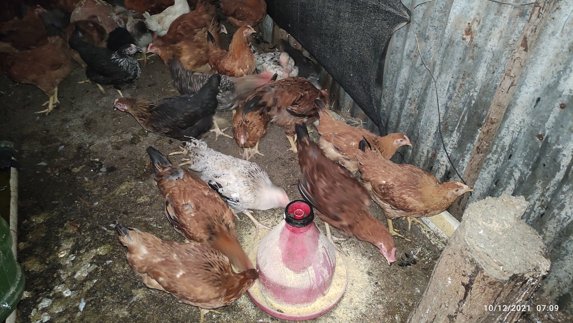 animales y mascotas - Venta de 30 pollos israelí a 75 la libra para más información escribirme por Wha